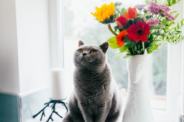 Yarrabilba Vet Hospital - cat with bouquet of flowers