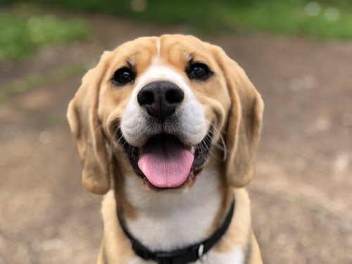 Yarrabilba Vet Hospital - Beagle dog