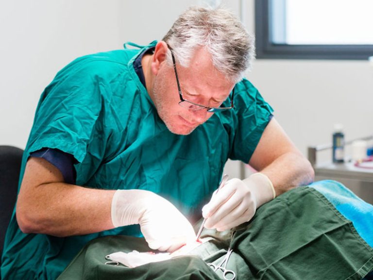 Yarrabilba Vet Hospital - Dr Chris Corcoran performing surgery