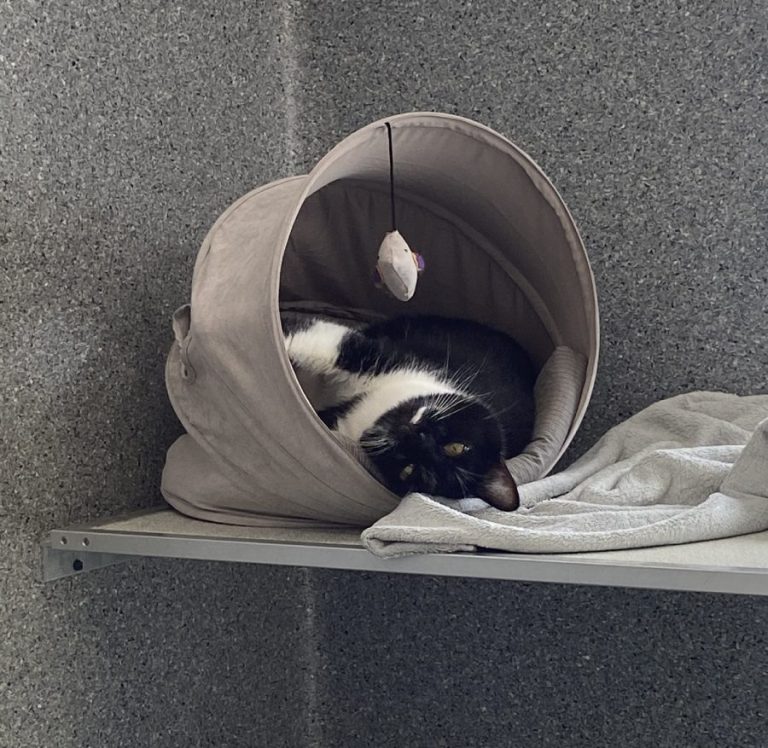 Yarrabilba Vet Hospital - Cat in boarding facility