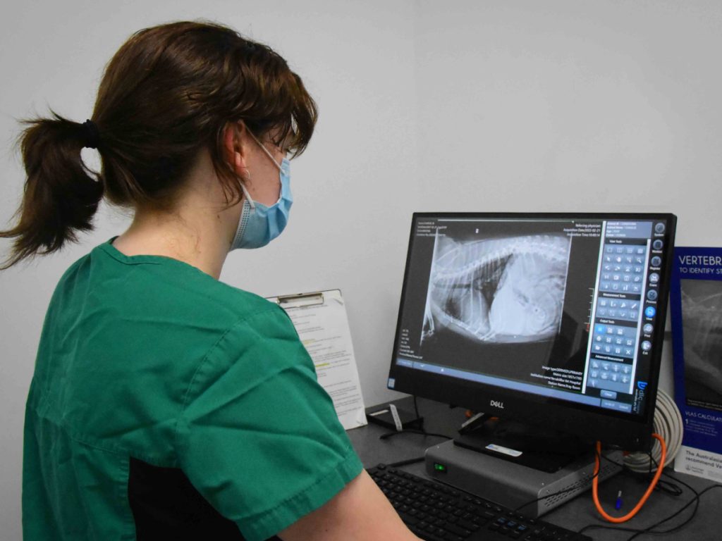 Yarrabilba Vet Hospital - Nurse viewing digital x-ray