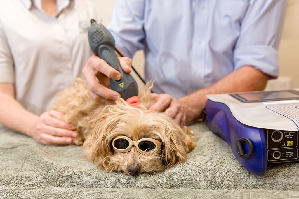 Yarrabilba Vet Hospital - dog getting laser therapy