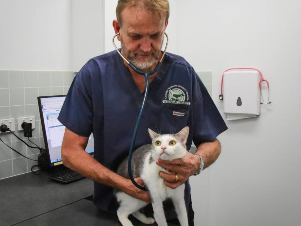 Yarrabilba Vet Hospital - Dr Andrew Paxton-Hall performing cat consult