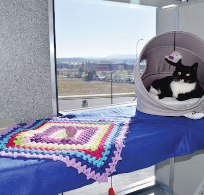 Yarrabilba Vet Hospital - Cat boarding luxury condo