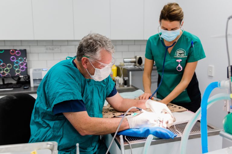 Yarrabilba Vet Hospital - Dr Chris Corcoran performing dental surgery