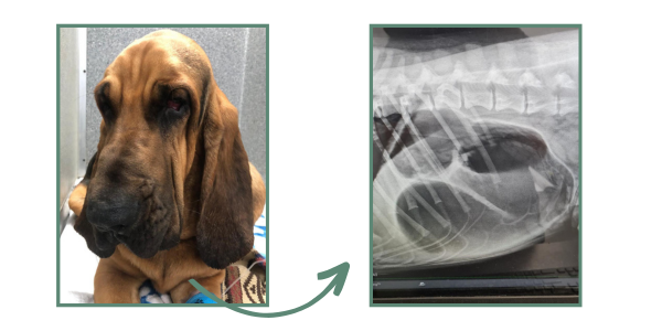 Moses the 11-month-old Bloodhound recently presented to our Yarrabilba clinic with GDV (gastric dilation and volvulus).