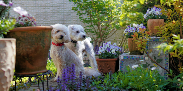 Tips for pet-friendly gardening this Spring