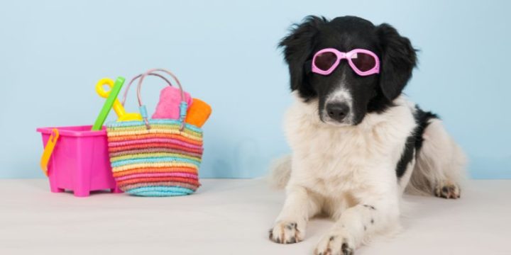 How to Keep Your Pets Cool This Summer 