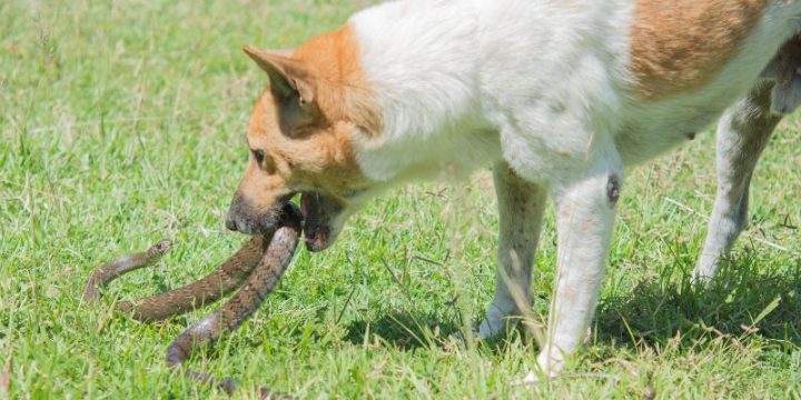 Snake Bites and Your Pet 