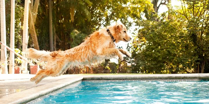 Dive Into Pet Pool Safety
